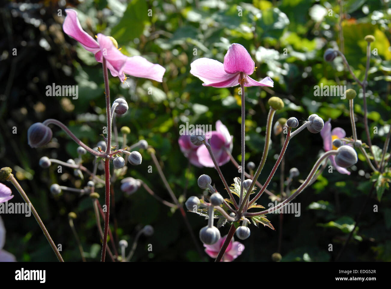Anemone giapponese, Anemone x hybrida. Close up mostra rosa o malva fiori e boccioli. Foto Stock