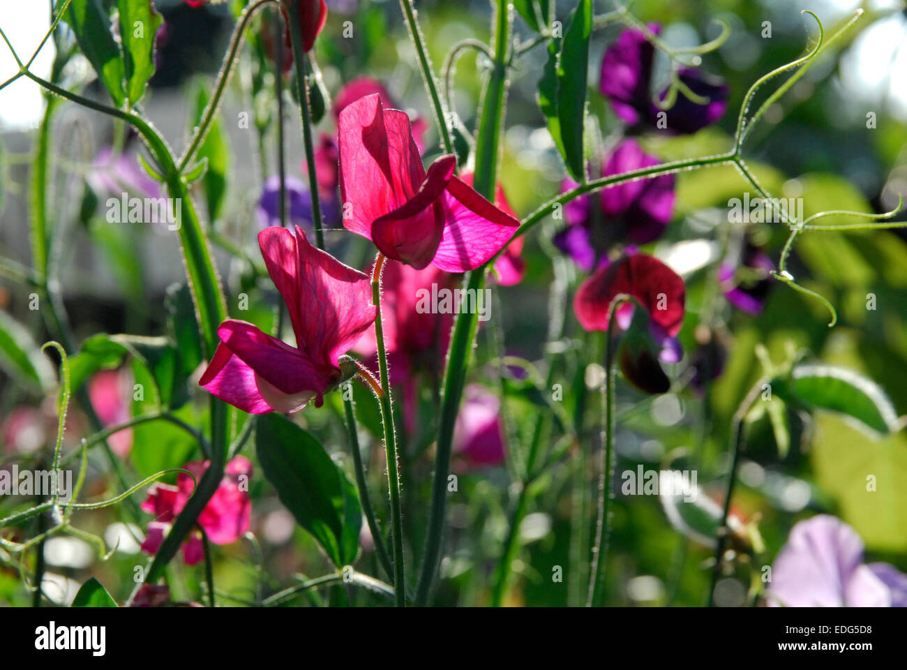 Piselli dolci, Lathyrus odoratus Foto Stock