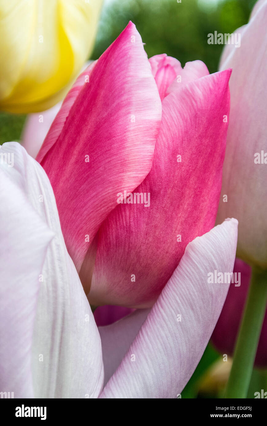 I tulipani in viola e colori pastello Foto Stock
