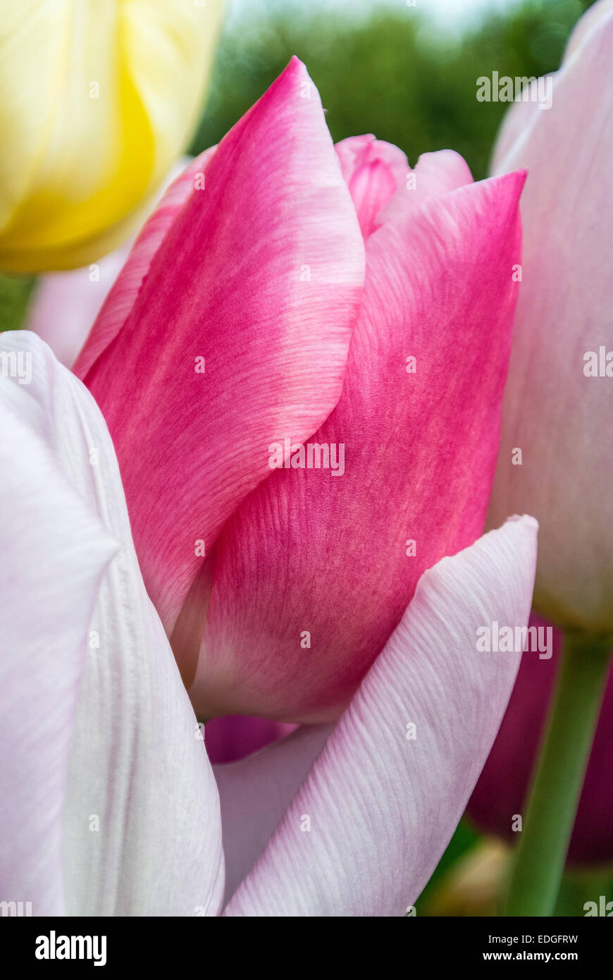 I tulipani in viola e colori pastello Foto Stock