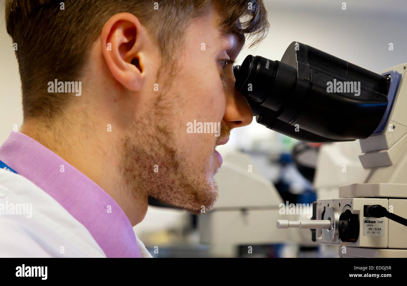 Tecnico di laboratorio utilizzando un microscopio per esaminare i campioni di medicinali in un British National Health Service NHS hospital Foto Stock