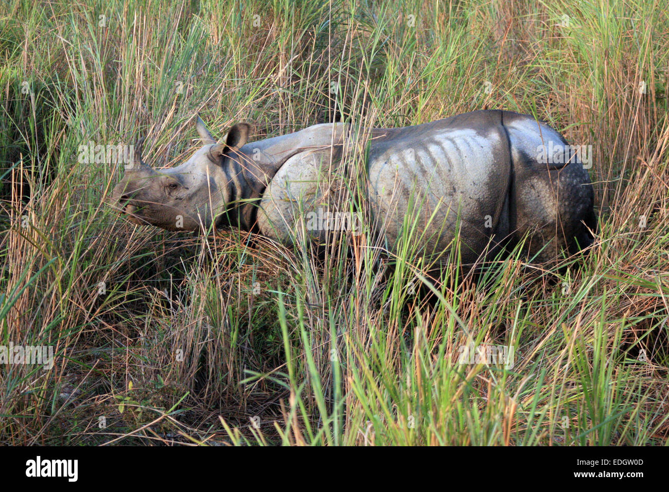 Maggiore di un corno di rinoceronte nel Parco Nazionale di Kaziranga, Assam, India Foto Stock