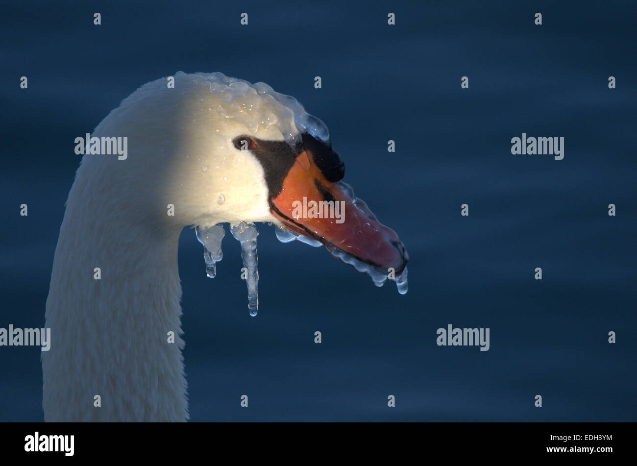 Congelati Cigno sul Fiume Detroit a Windsor, Ontario durante il vortice polare del 2014. Foto Stock