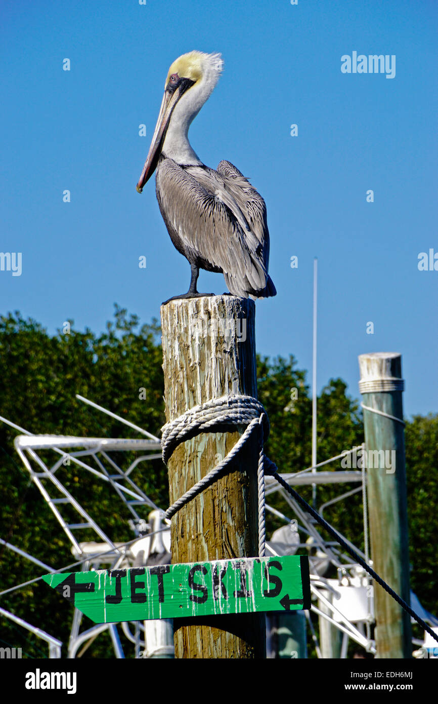 Brown pelican lungo la Florida Keys Overseas Highway a Robbie Marina in Islamorada. Foto Stock