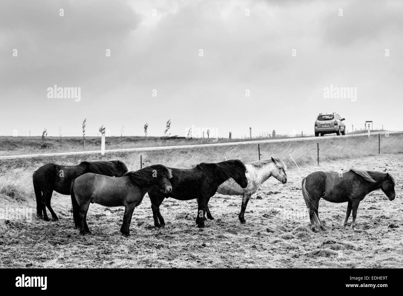Un gruppo di Cavallini islandesi enduring vento e pioggia Foto Stock
