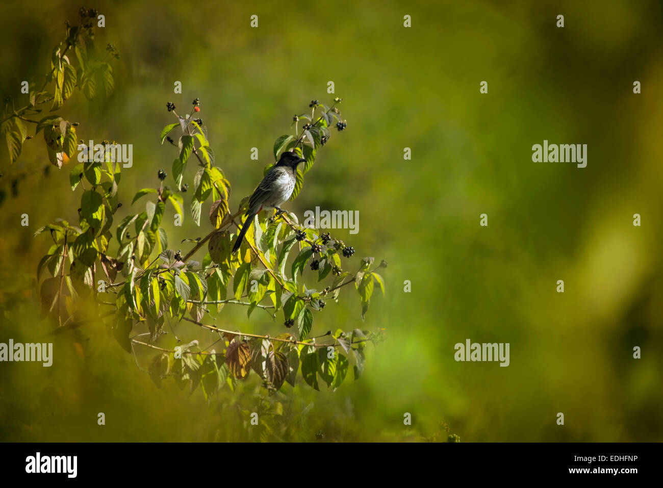 Uccello sul ramo di albero Foto Stock
