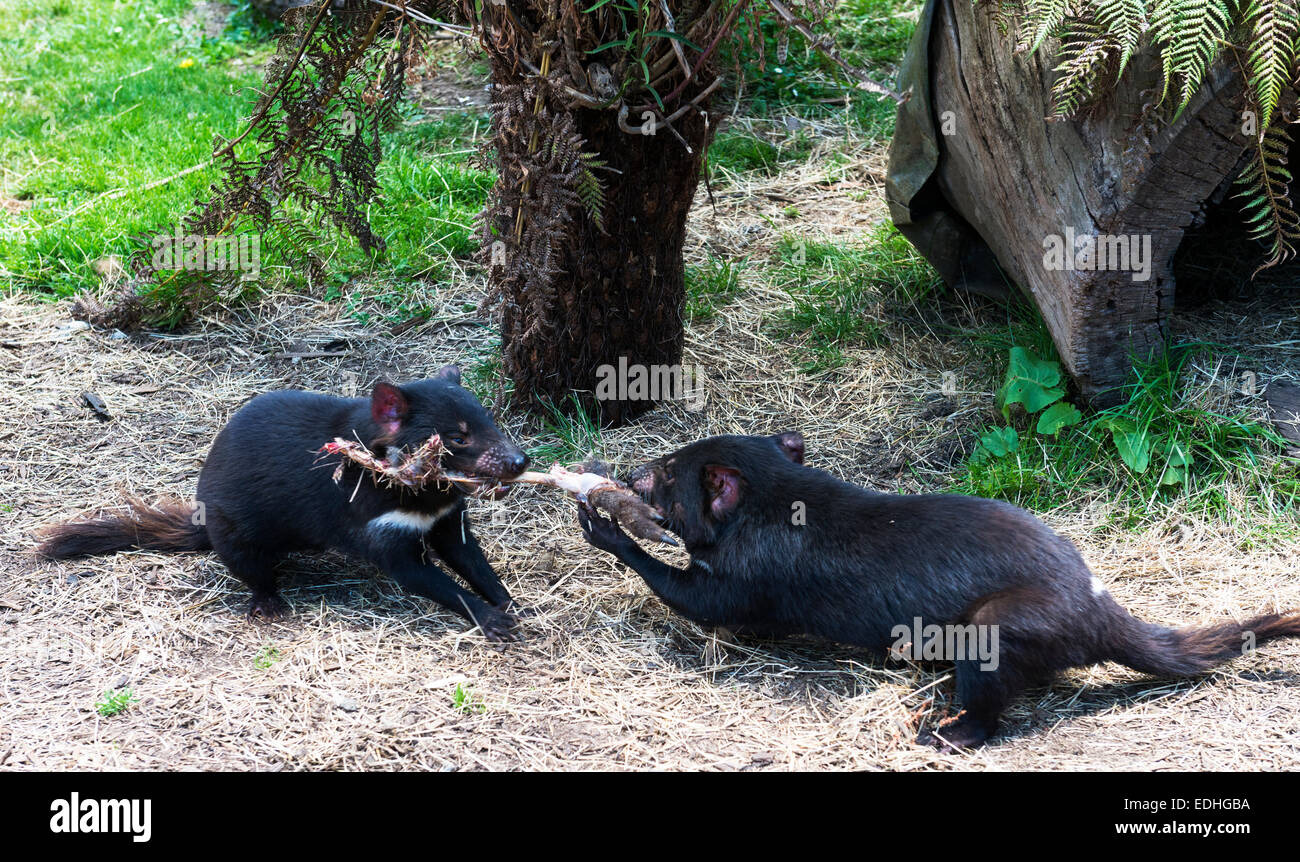 Vicious diavoli della Tasmania combattendo su una gamba del Wallaby. Foto Stock