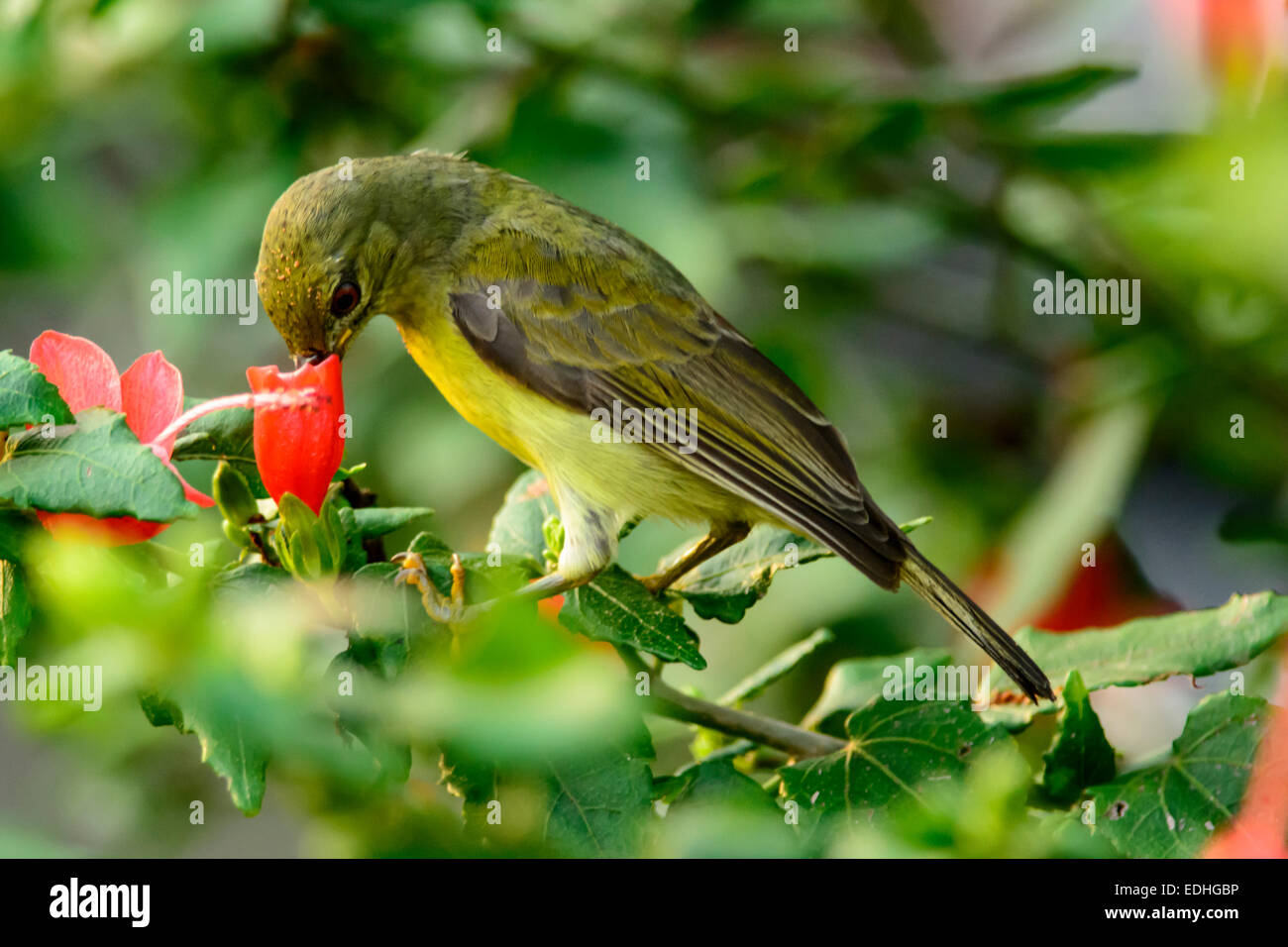 Femmina marrone-throated Sunbird alimentando il nettare da un fiore di ibisco. Foto Stock