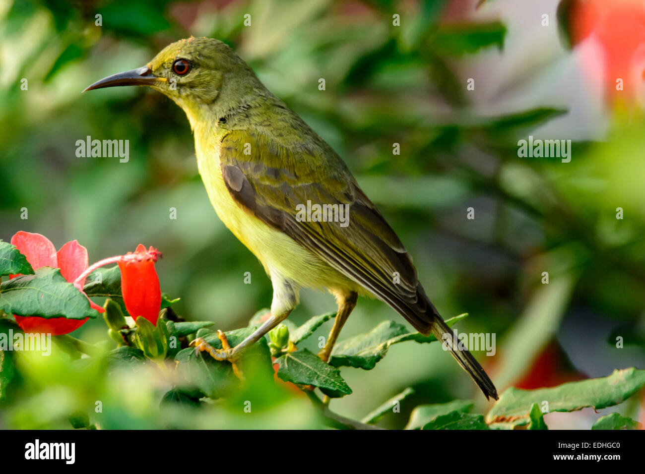 Femmina marrone-throated Sunbird sulla pianta di ibisco Foto Stock