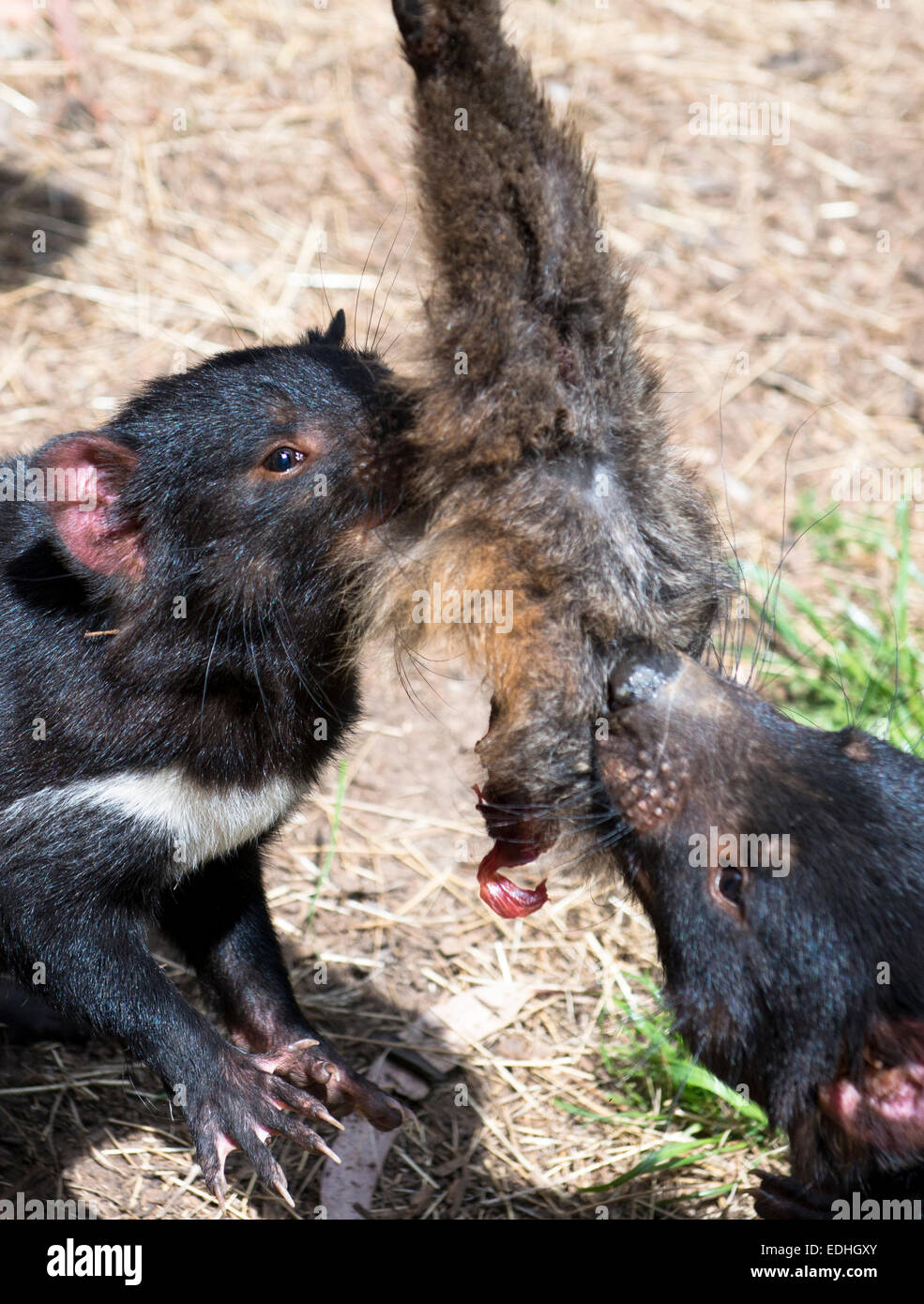 Vicious diavoli della Tasmania combattendo su una gamba del Wallaby. Foto Stock