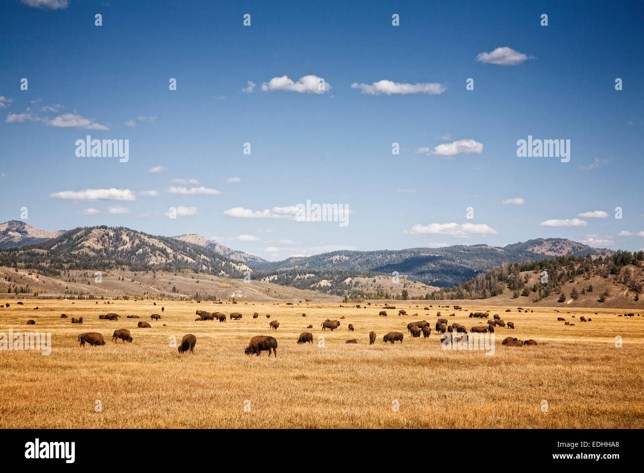 Buffalo (bison) allevamento vicino al Parco Nazionale di Grand Teton. Il Wyoming. Foto Stock