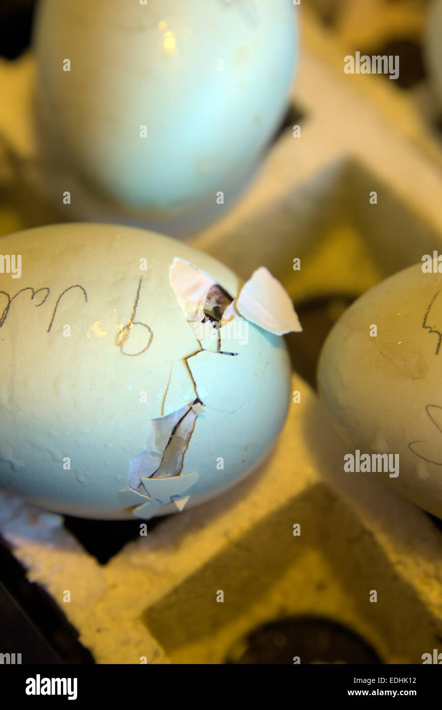 Galline da cova uova - le goccioline di acqua è quello di aumentare il tasso di umidità Foto Stock