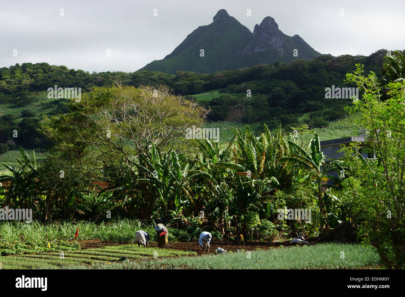 Donne che lavorano in orto vicino Bambous Virieux, isola Maurizio Foto Stock