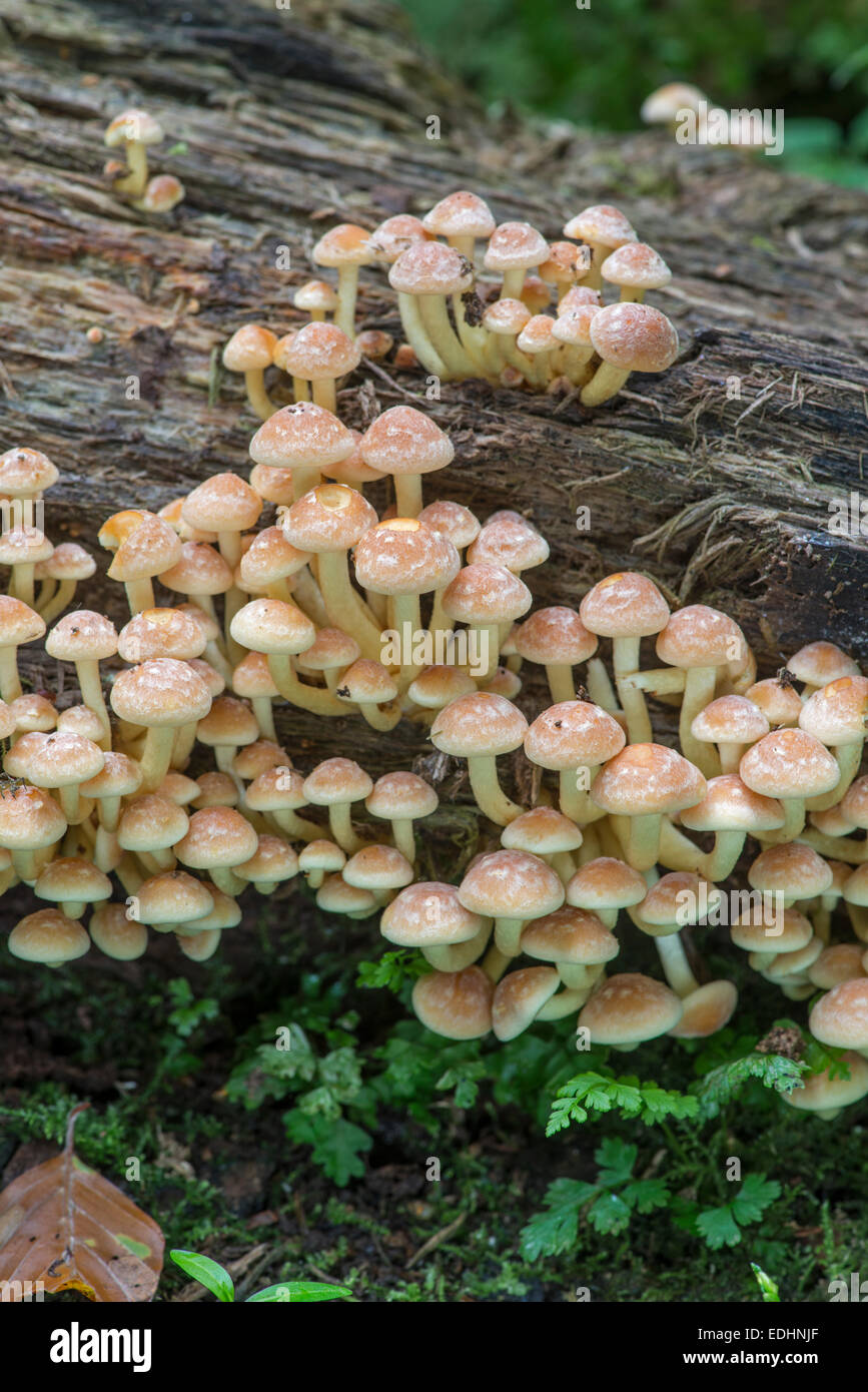 Ciuffo di zolfo fungo: Hypholoma fasciculare. Sussex, Inghilterra Foto Stock