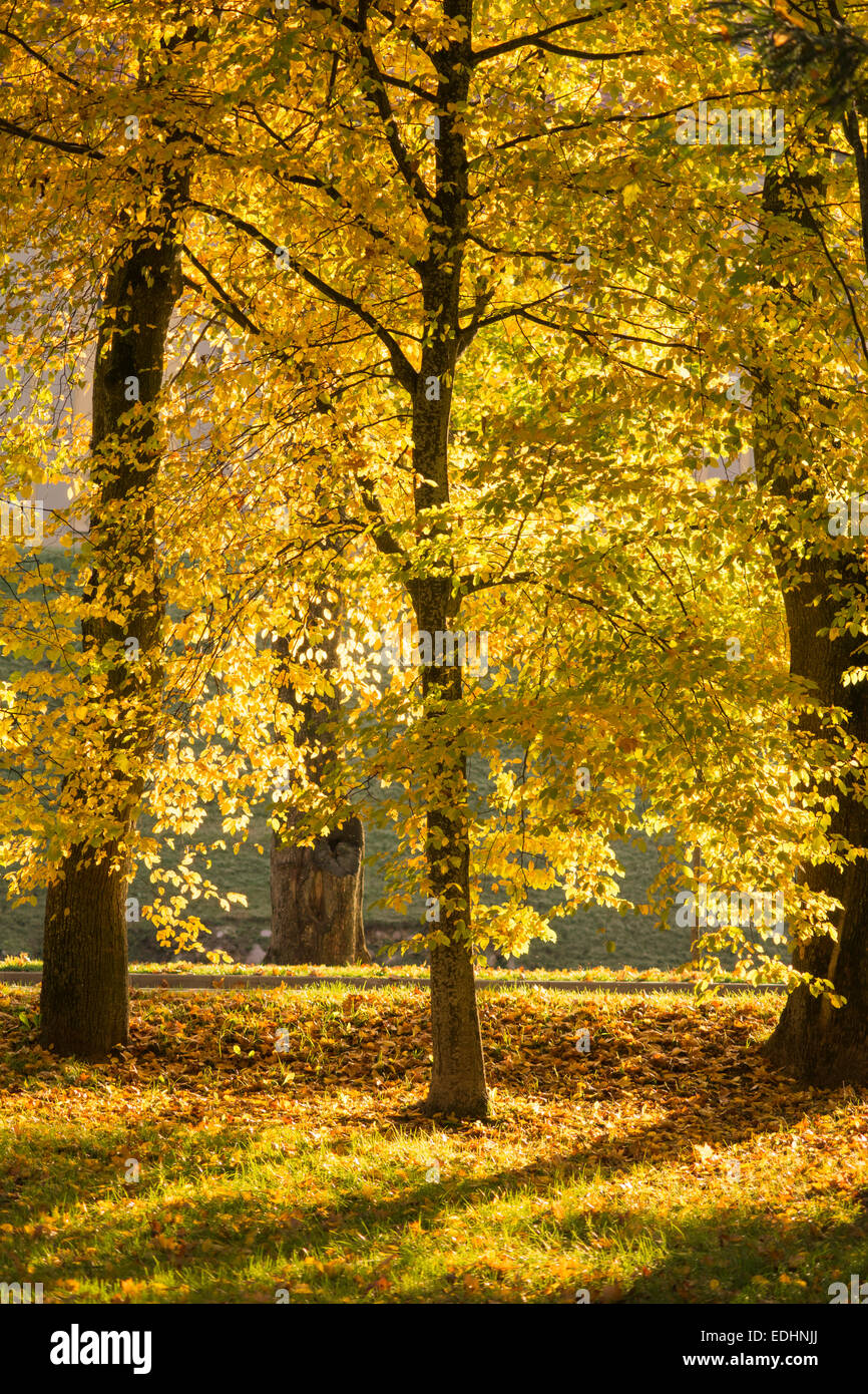 Golden colori autunnali nel parco di sera Foto Stock