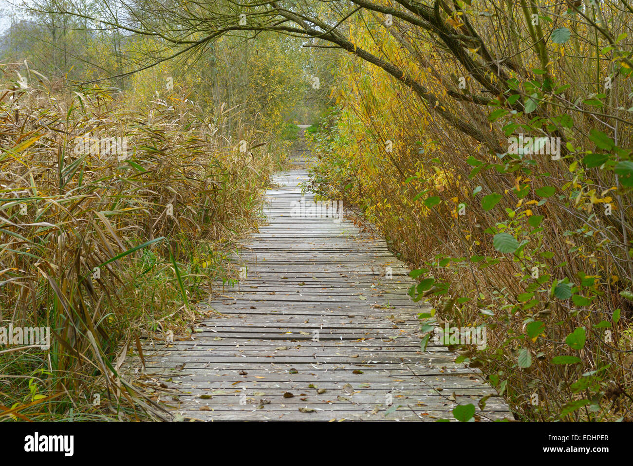 Saliti a bordo sentiero vicino Stangenhagen, Trebbin , Quartiere Teltow-Flaeming, Brandeburgo, Germania Foto Stock