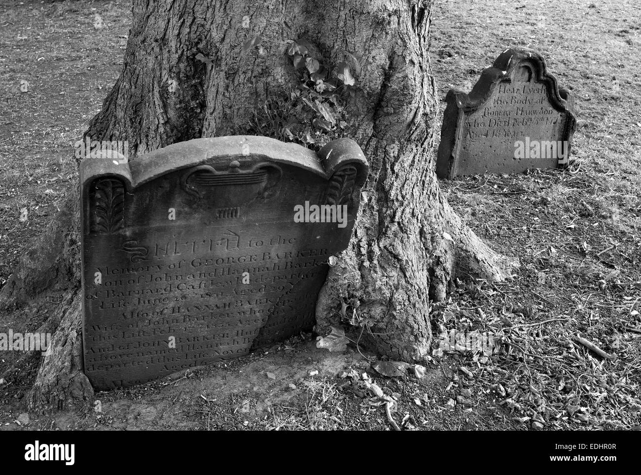 Pietra tombale di Barnard Castle sagrato con albero che cresce intorno ad esso Foto Stock