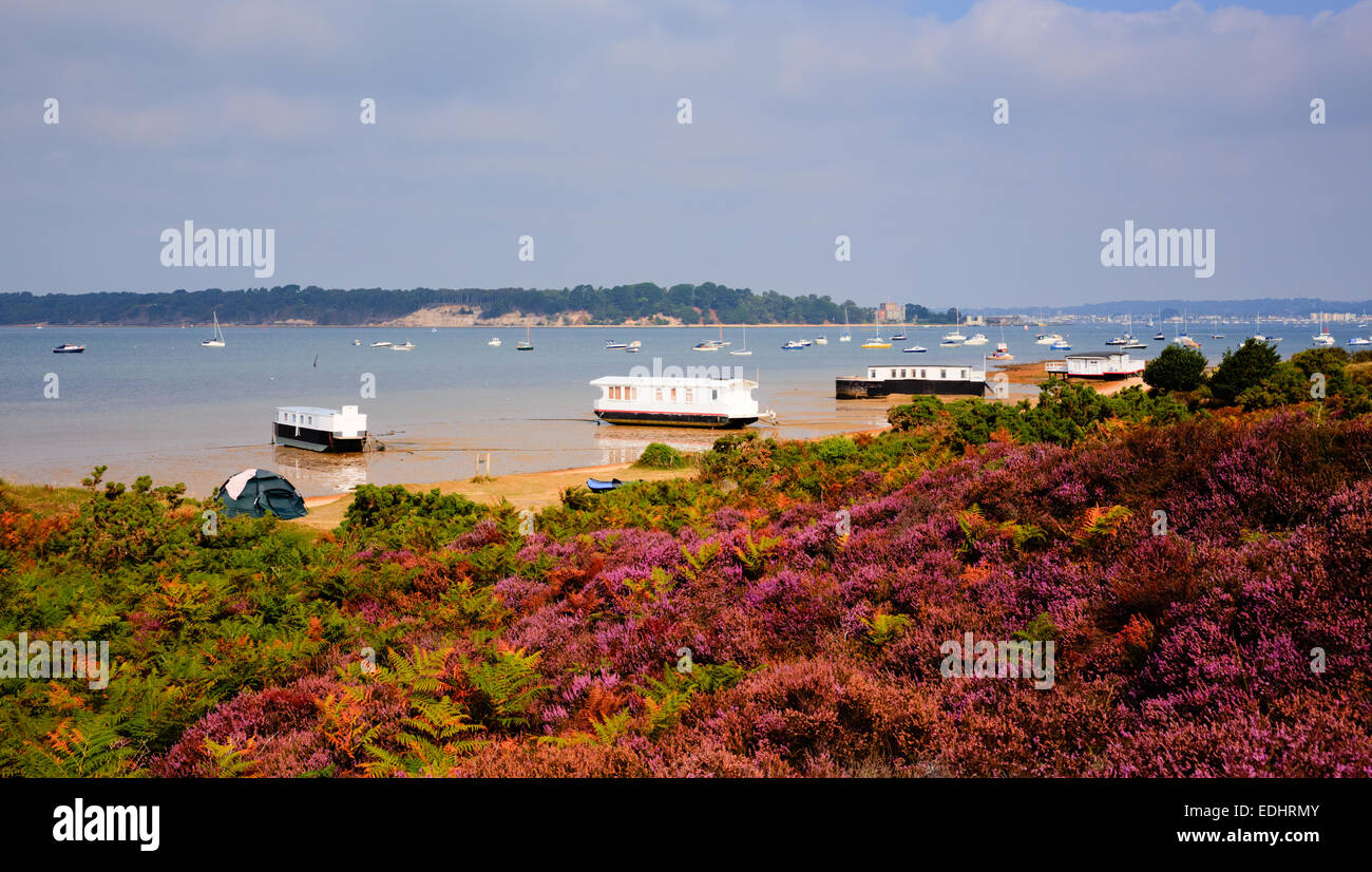 Erica viola con vista a Brownsea Island il porto di Poole Dorset Regno Unito Inghilterra visto dalla costa accanto alle barene ferry Foto Stock