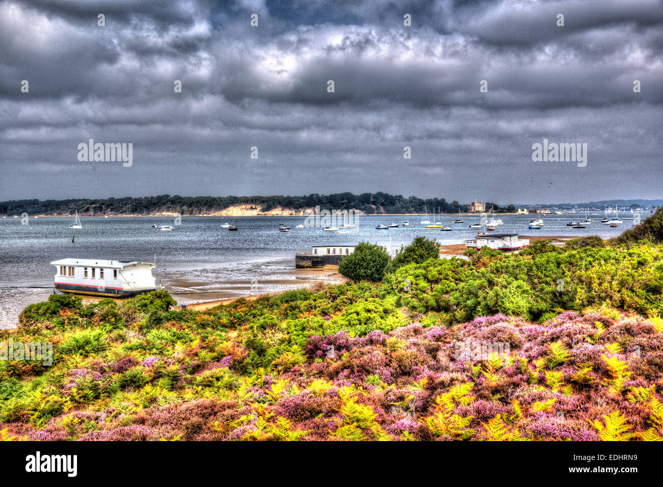 Erica viola con vista a Brownsea Island il porto di Poole Dorset Regno Unito Inghilterra visto dalla costa accanto alle barene ferry Foto Stock