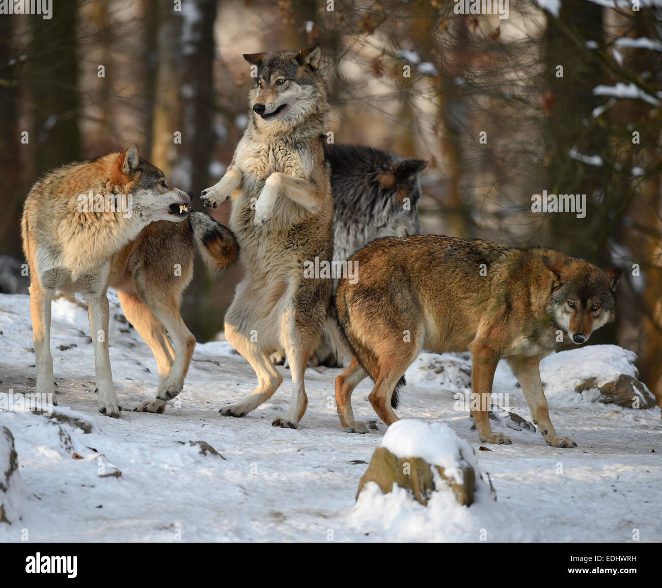 Rimprovero, classifica, dominazione, Northwestern lupo (Canis lupus occidentalis) nella neve, captive, Baden-Württemberg, Germania Foto Stock