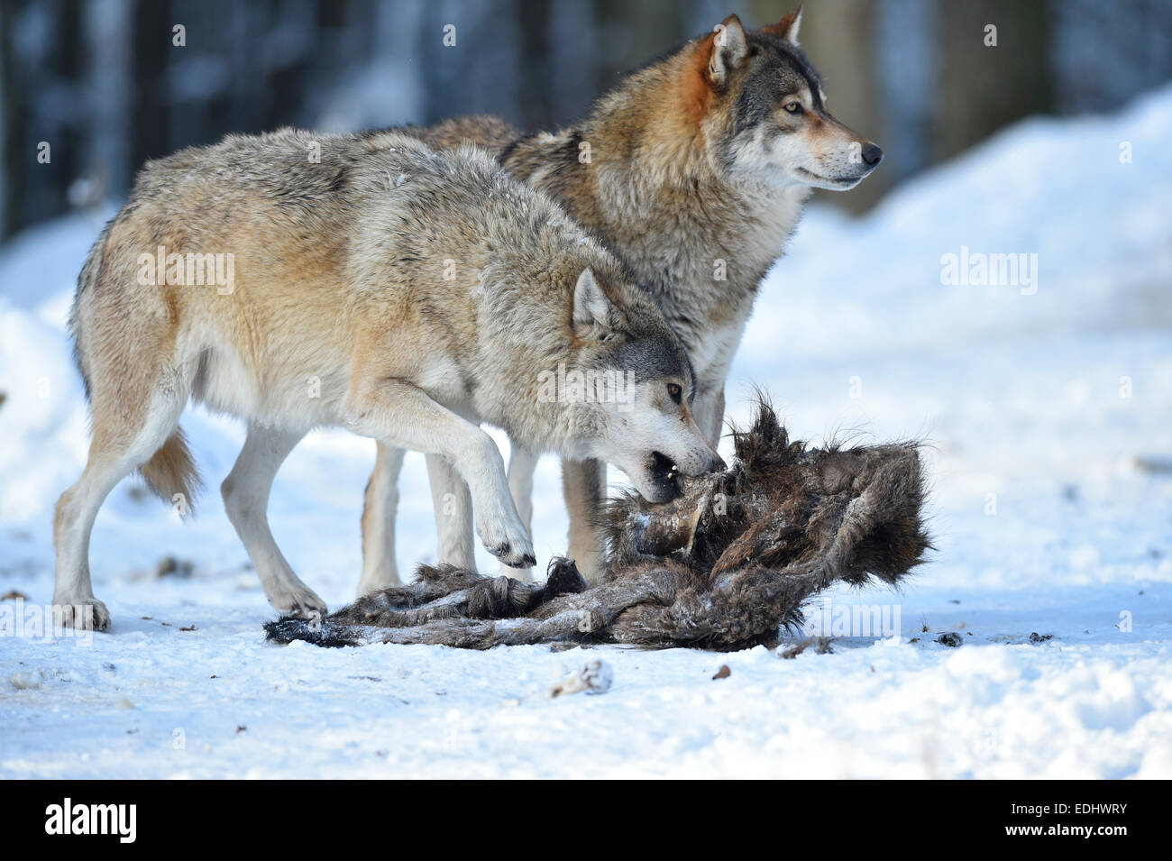 Due lupi alimentare sulla carcassa di un cinghiale, Northwestern lupo (Canis lupus occidentalis) nella neve, captive Foto Stock