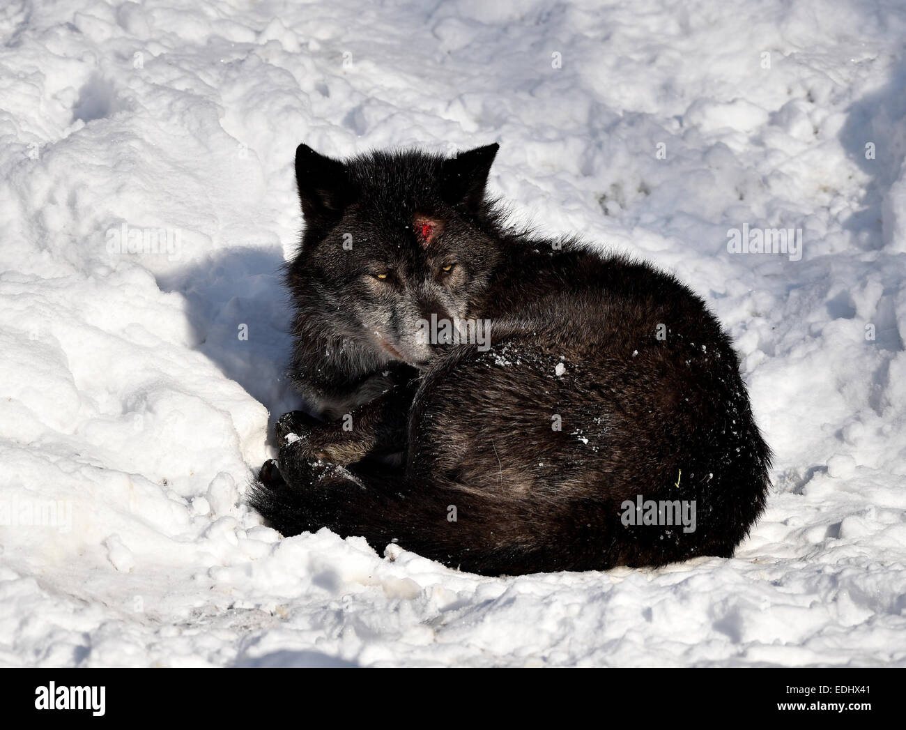 Ferita sanguinante sulla testa, Northwestern lupo (Canis lupus occidentalis) nella neve, captive, Baden-Württemberg, Germania Foto Stock