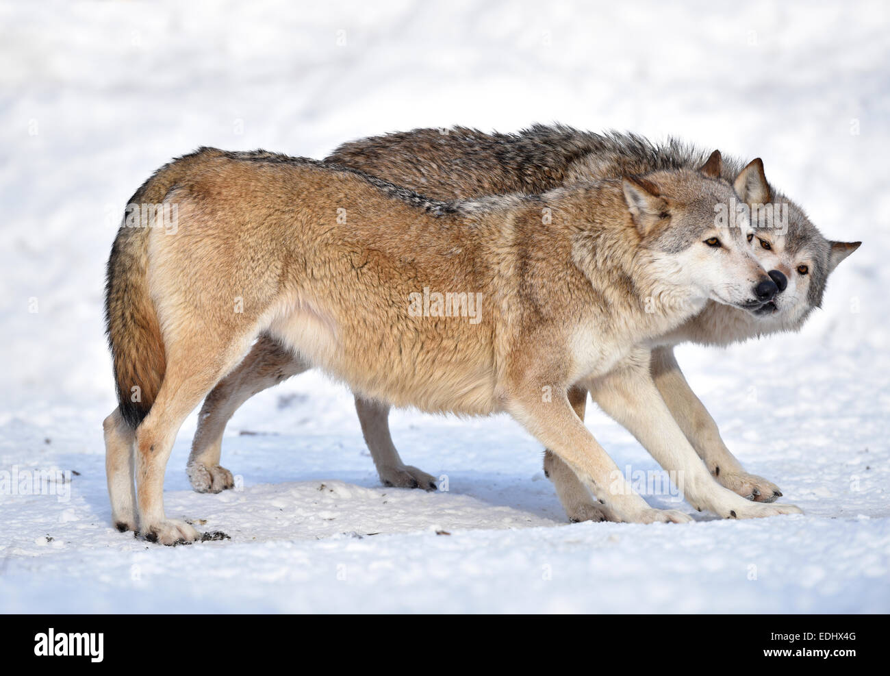 Benvenuto, outreach, dominazione, leccare, Northwestern lupo (Canis lupus occidentalis) nella neve, captive, Baden-Württemberg Foto Stock
