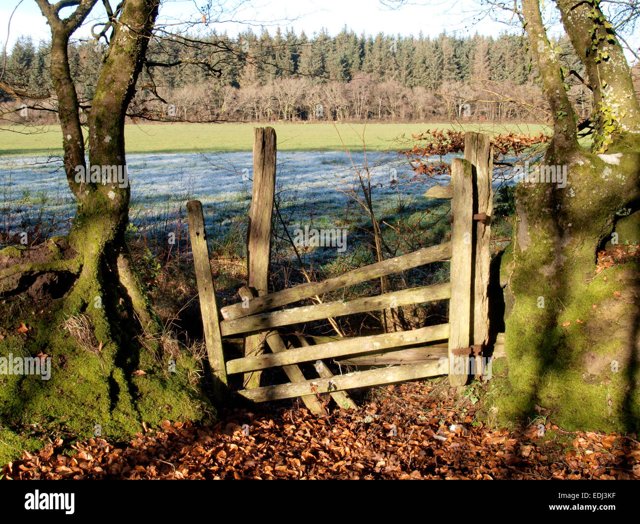 Vecchio rustico in decadimento cancello di legno tra gli alberi, Meeth, Devon, Regno Unito Foto Stock