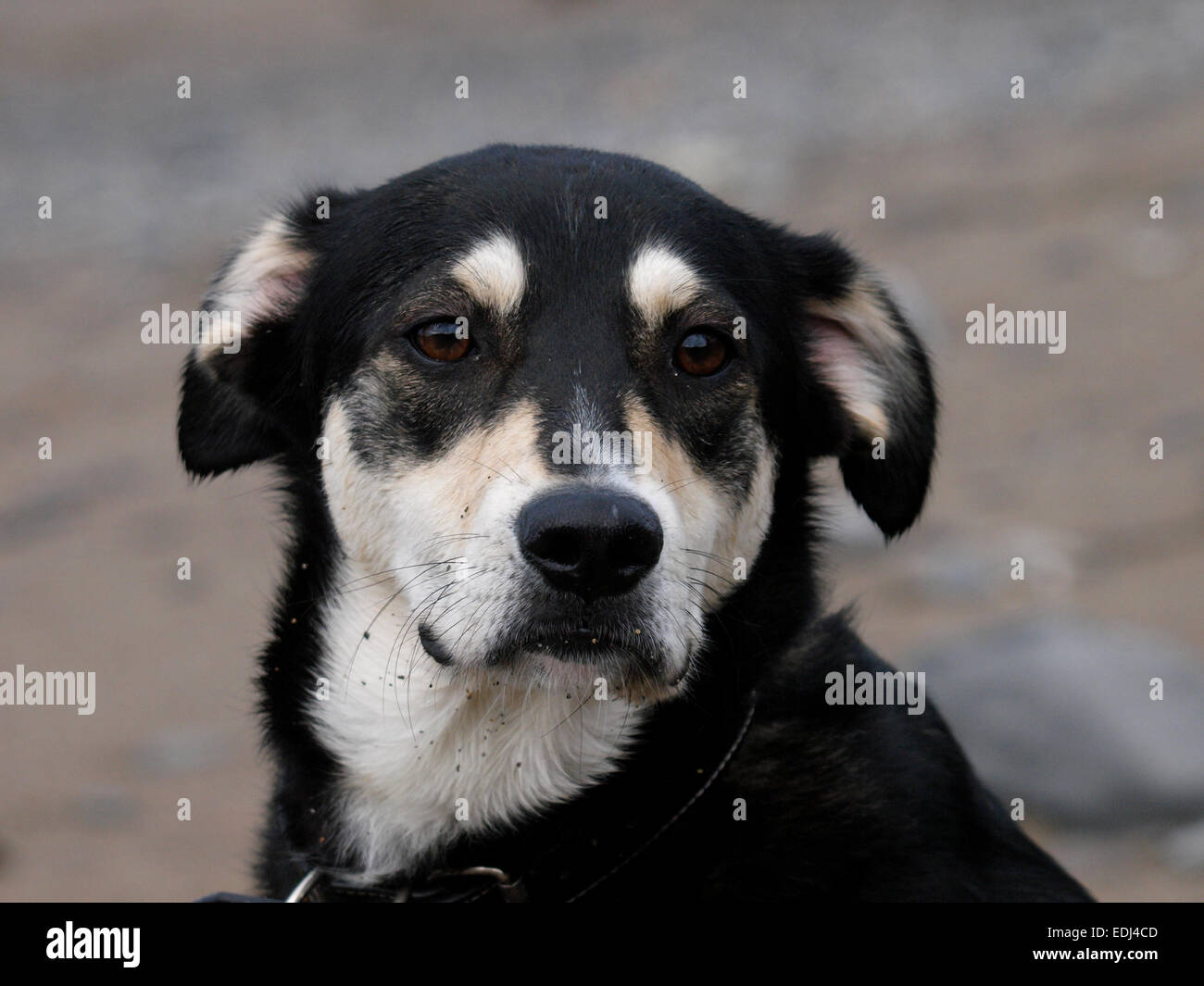 Ritratto di un husky croce alsaziano cane. Foto Stock