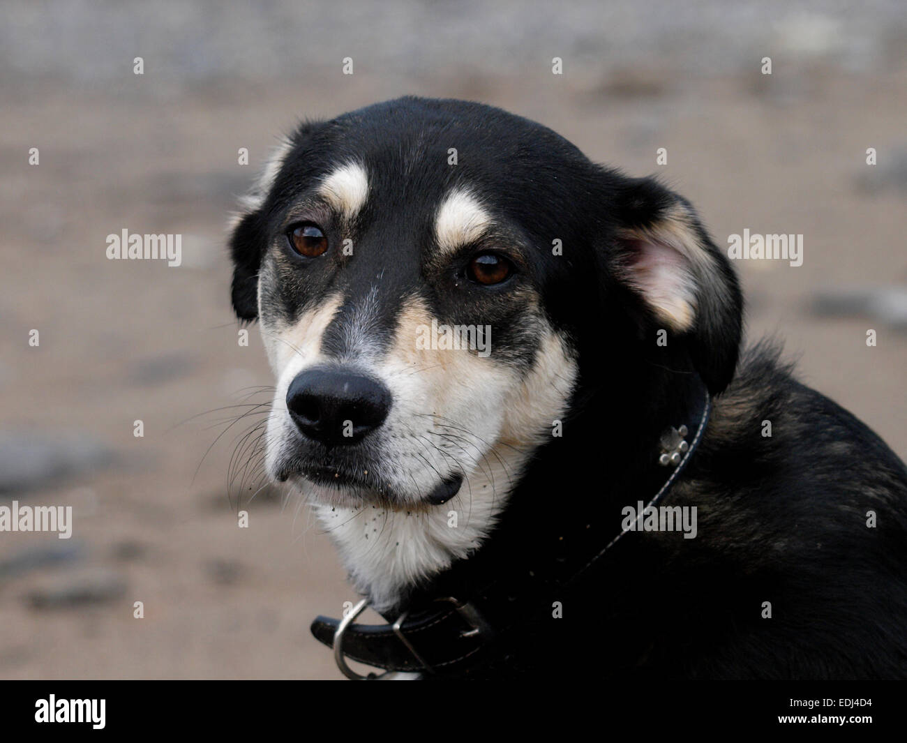 Ritratto di un husky croce alsaziano cane. Foto Stock