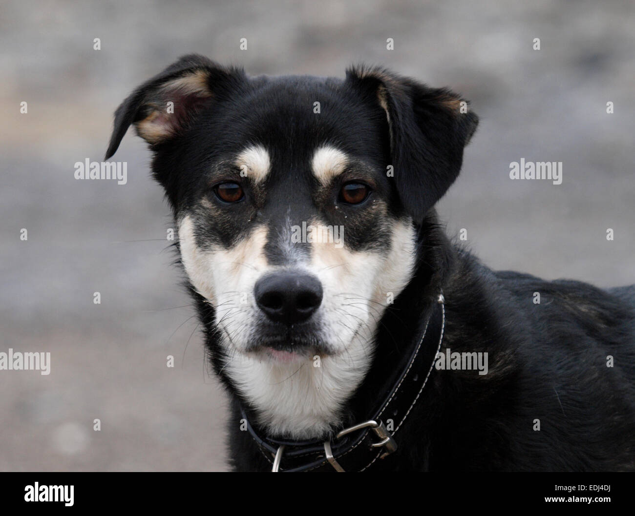 Ritratto di un husky croce alsaziano cane. Foto Stock