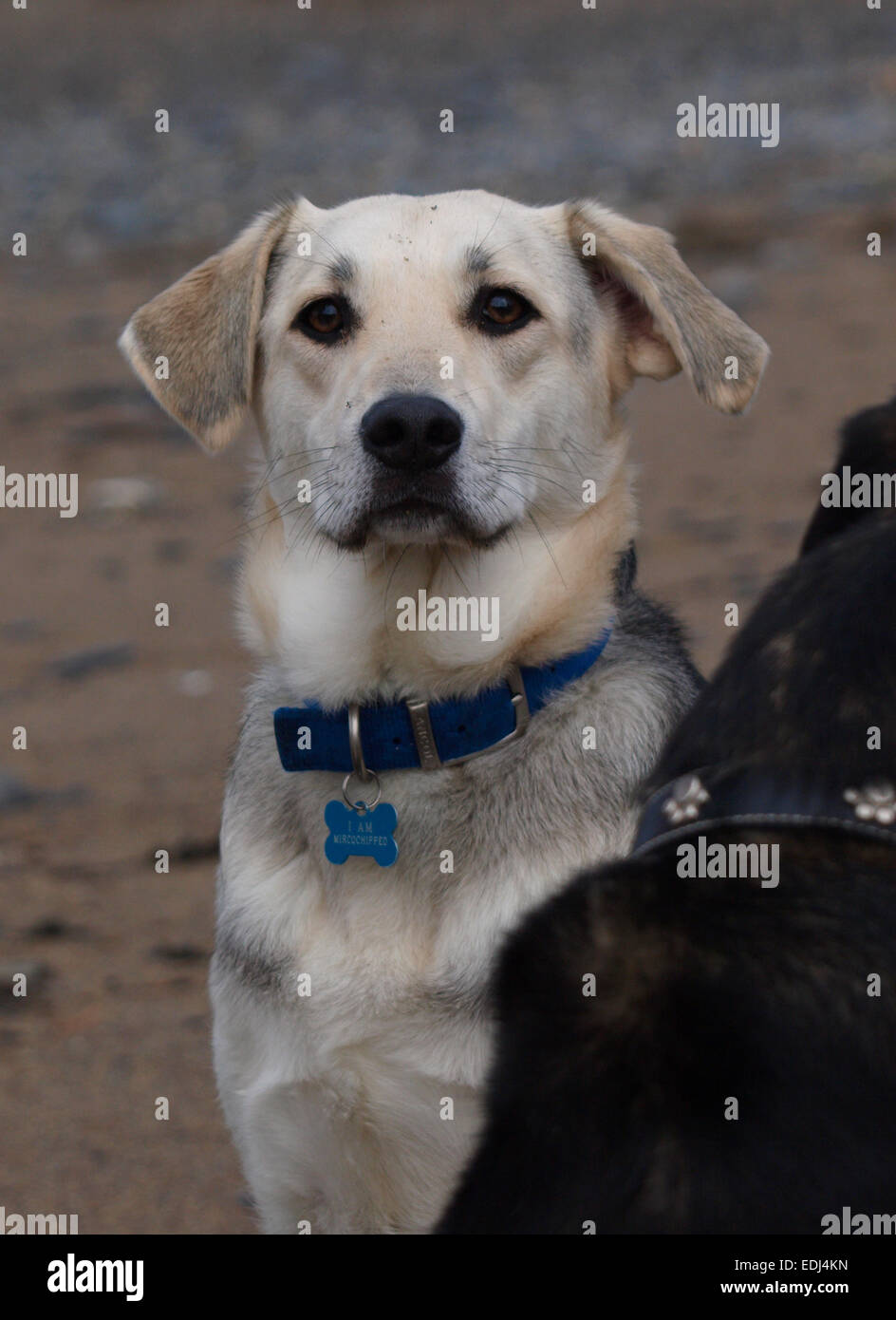 Ritratto di un husky croce alsaziano cane. Foto Stock