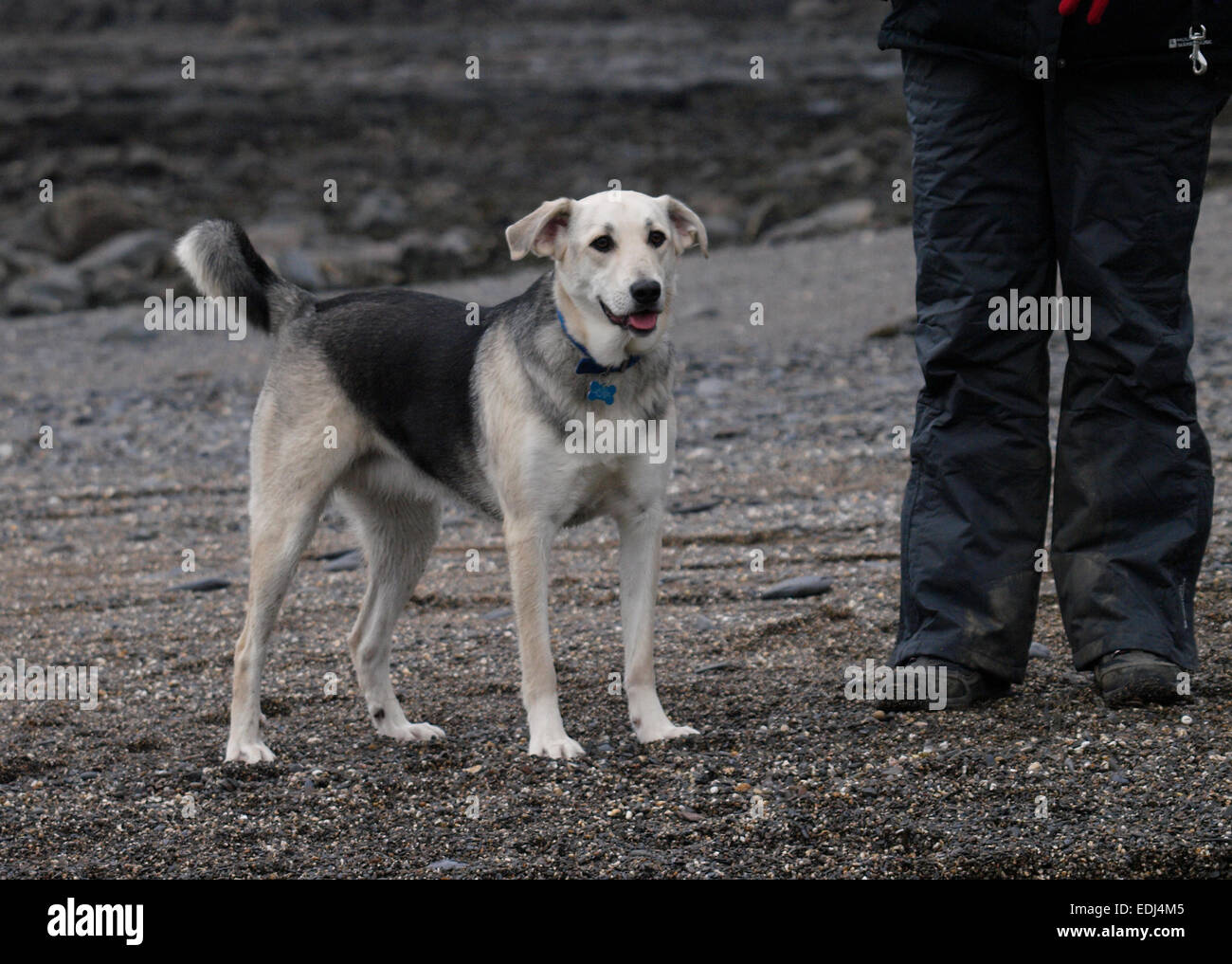 Husky croce alsaziano cane in piedi accanto al proprietario su una spiaggia, Cornwall, Regno Unito Foto Stock