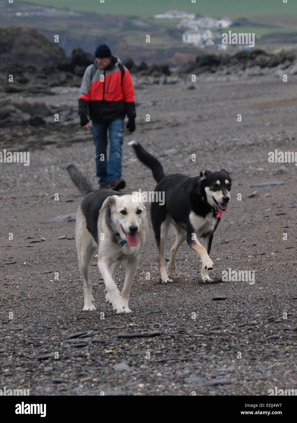 Uomo che cammina due cani lungo la spiaggia, Cornwall, Regno Unito Foto Stock
