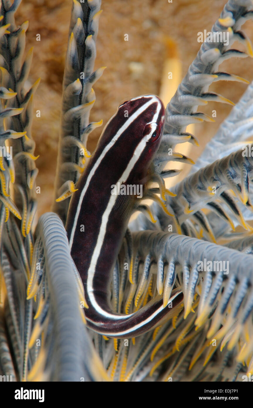 Crinoide clingfish (Discotrema crinophilum) Bohol Mare, Cebu, Filippine, Sud-est asiatico Foto Stock