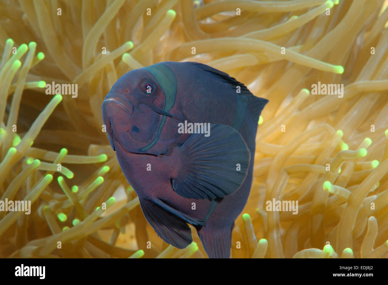 Anemonefish Spinecheek, maroon clownfish, o spina-cheeked clownfish (Premnas biaculeatus) rare, colore nero, Bohol Sea Foto Stock