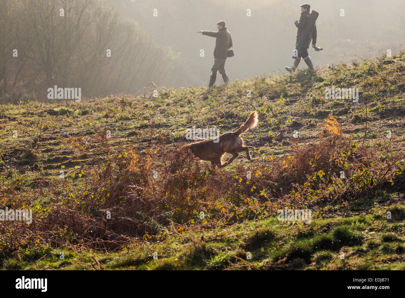 Caccia ai faggiani nella campagna inglese, REGNO UNITO Foto Stock