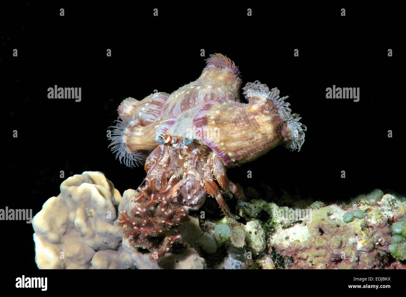 Anemone hermite granchio (Dardano deformis) Bohol Sea, Filippine, Sud-est asiatico Foto Stock