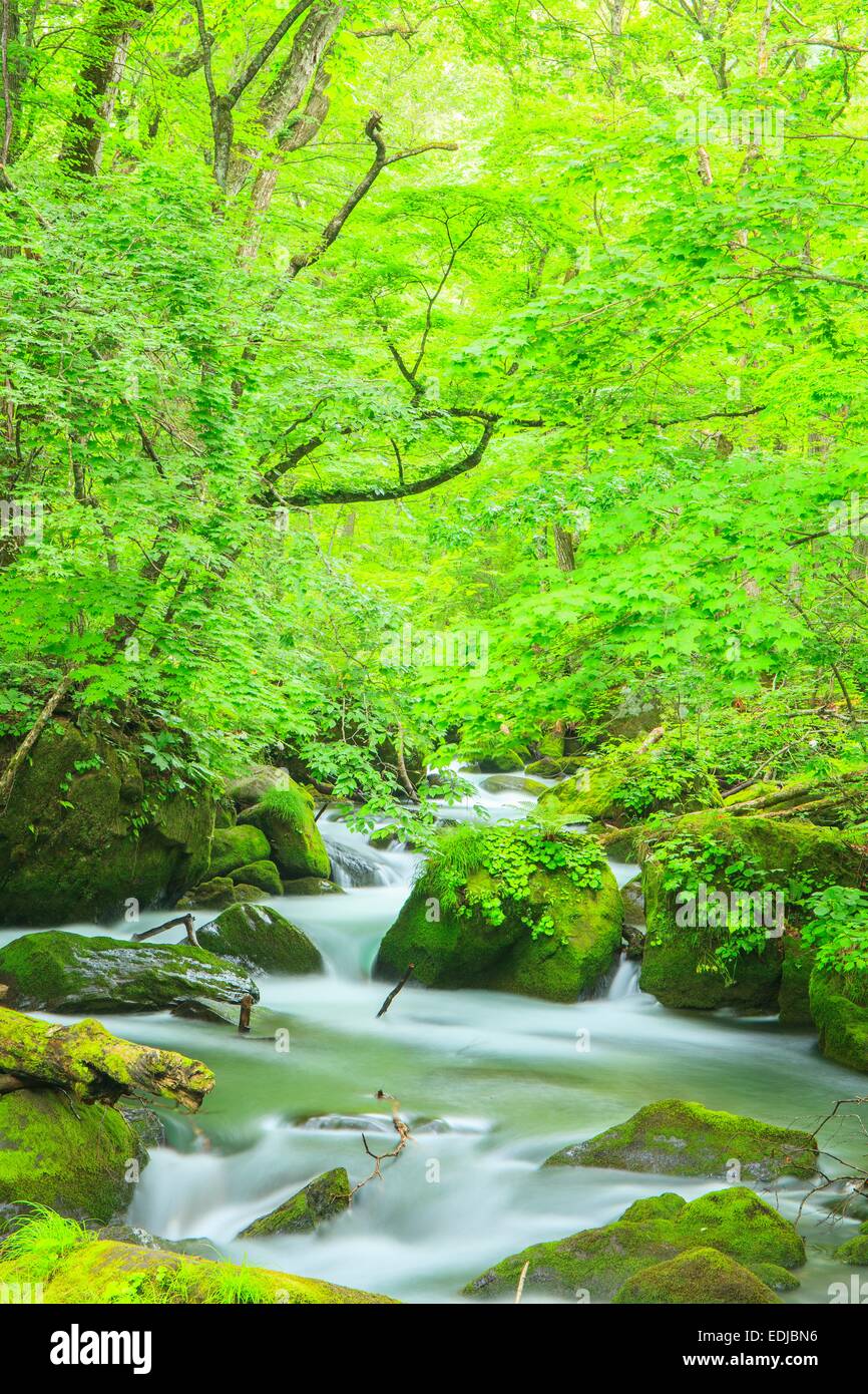 Estate di flusso Oirase, Aomori, Giappone Foto Stock