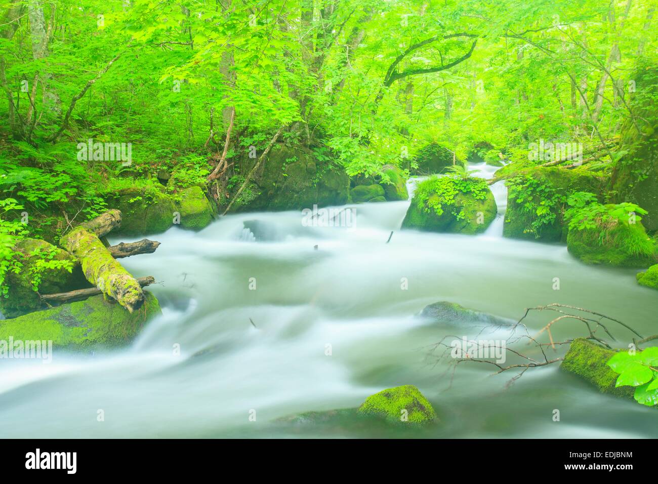 Estate di flusso Oirase, Aomori, Giappone Foto Stock