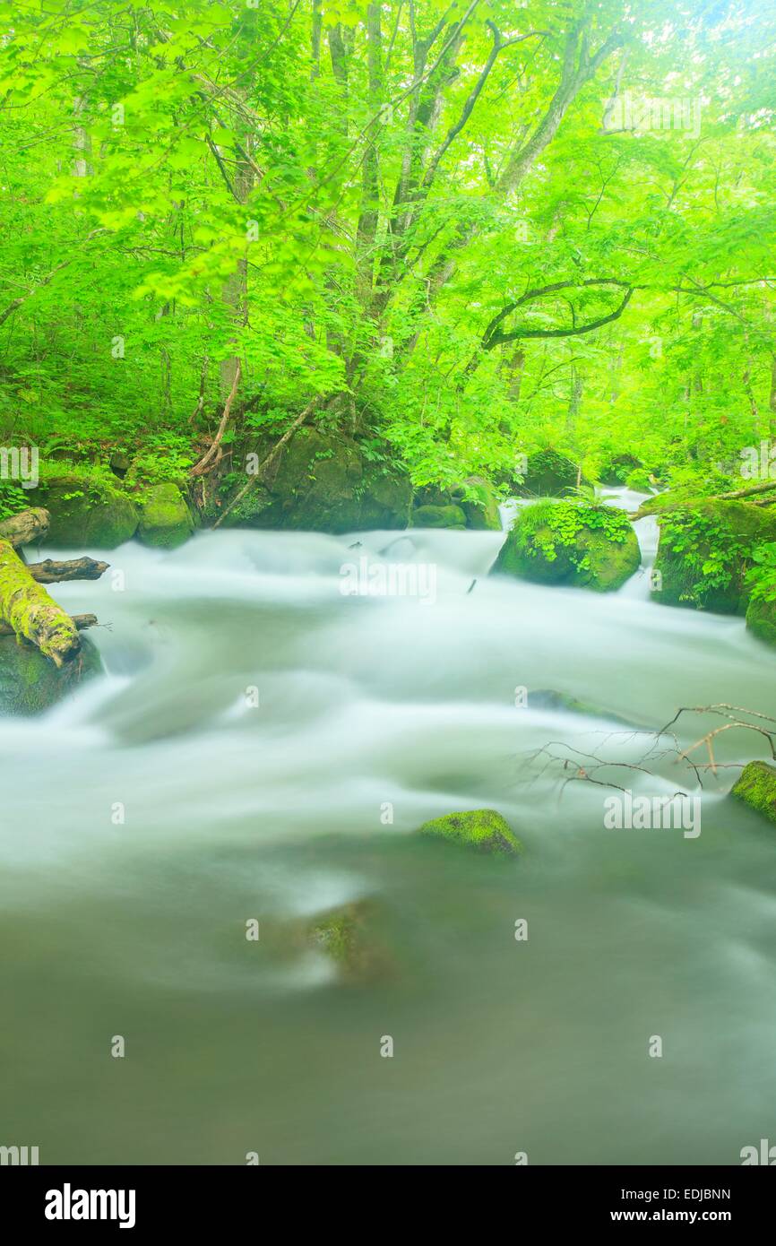 Estate di flusso Oirase, Aomori, Giappone Foto Stock