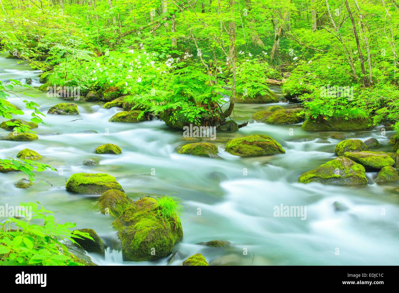Estate di flusso Oirase, Aomori, Giappone Foto Stock