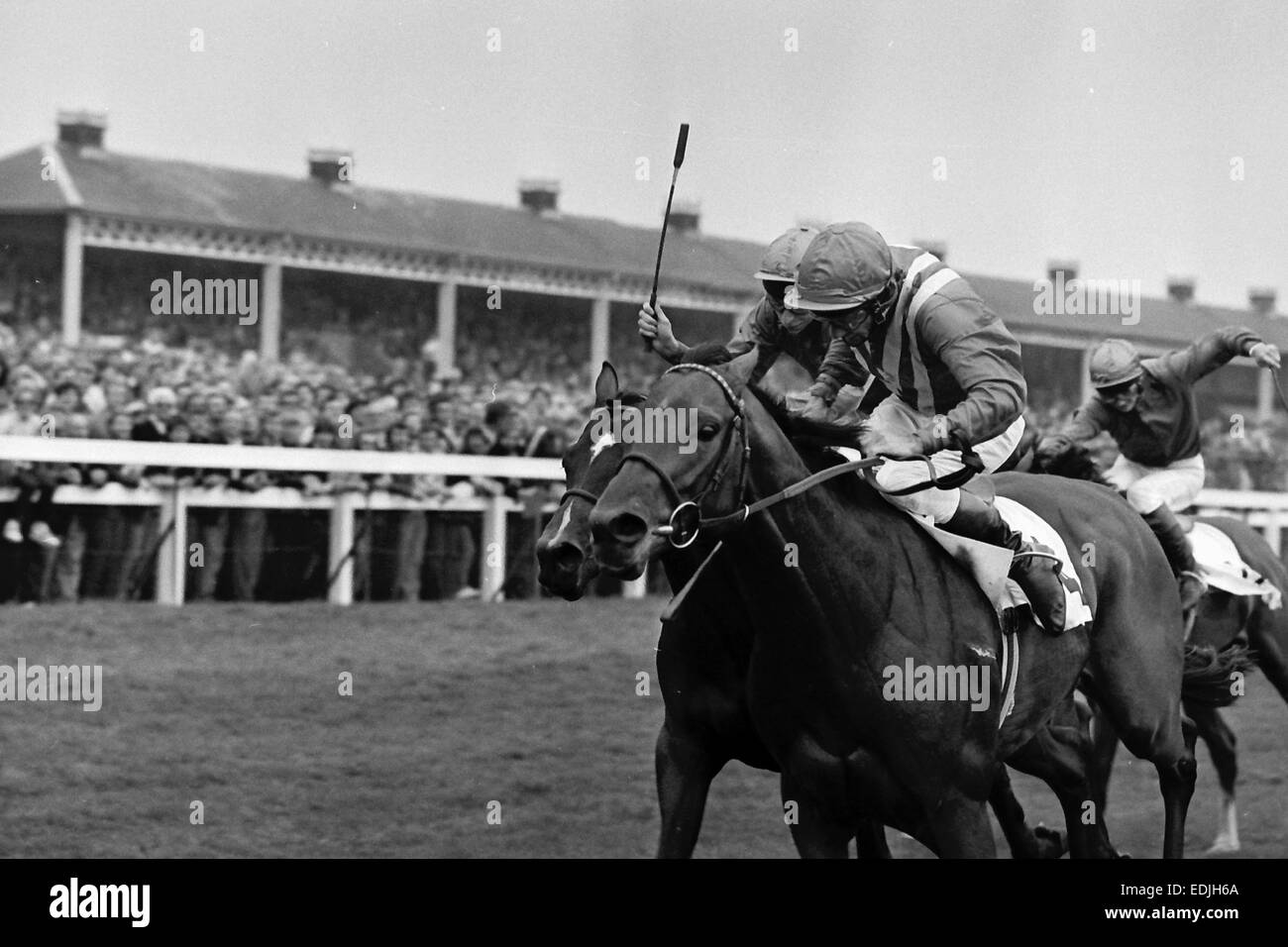 Lester Piggott conquistando la St Leger su Comanche eseguire Foto Stock