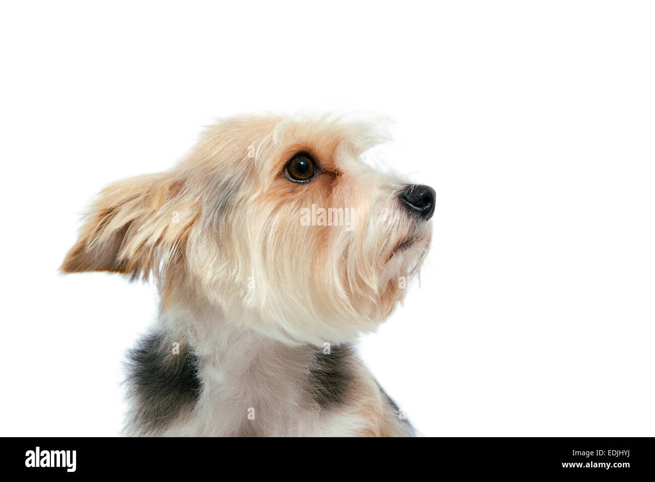 Triste cane amichevole con un attento sguardo isolato su bianco Foto Stock