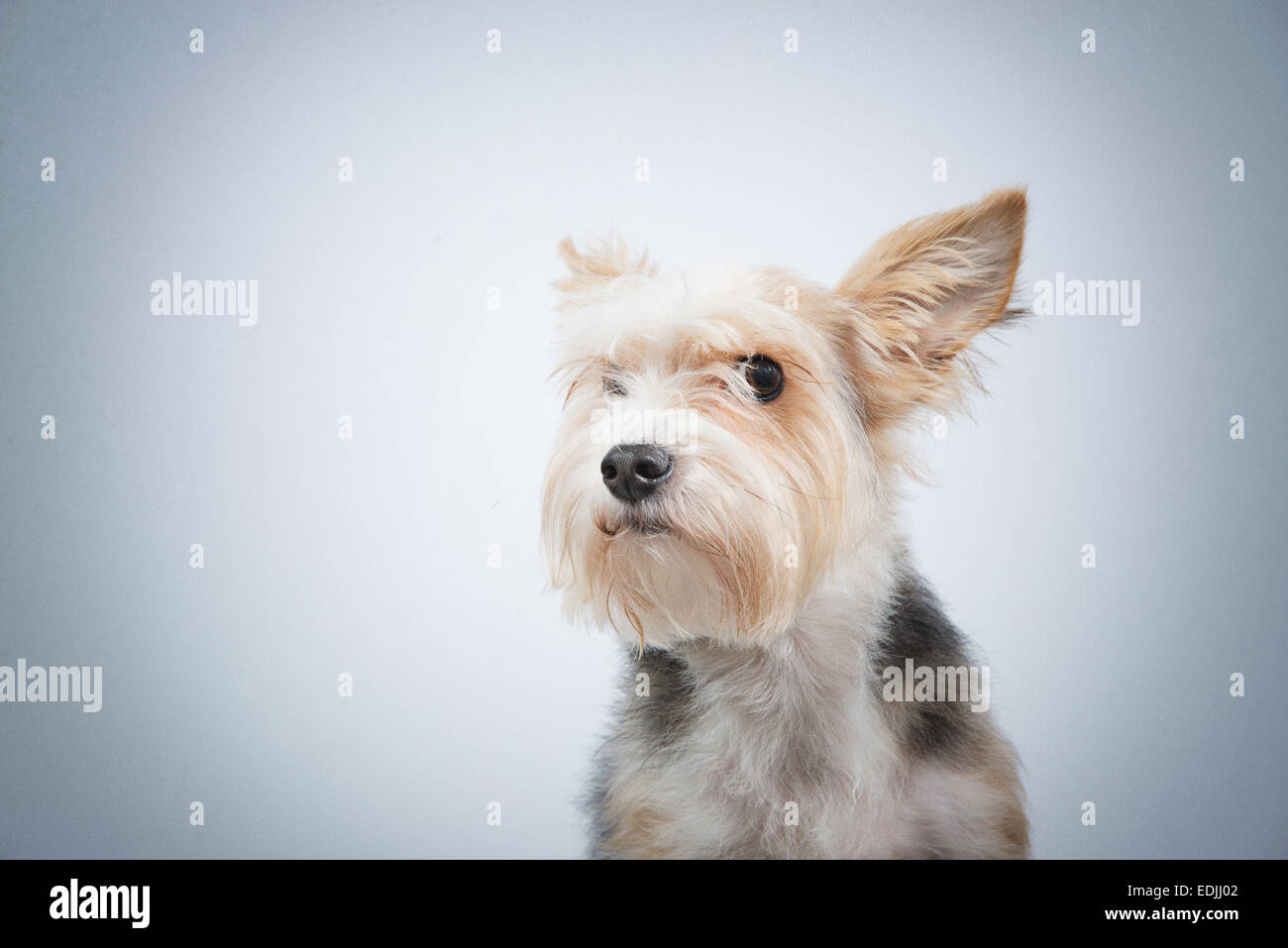 Curioso cane amichevole con sguardo attento nei toni del blu Foto Stock
