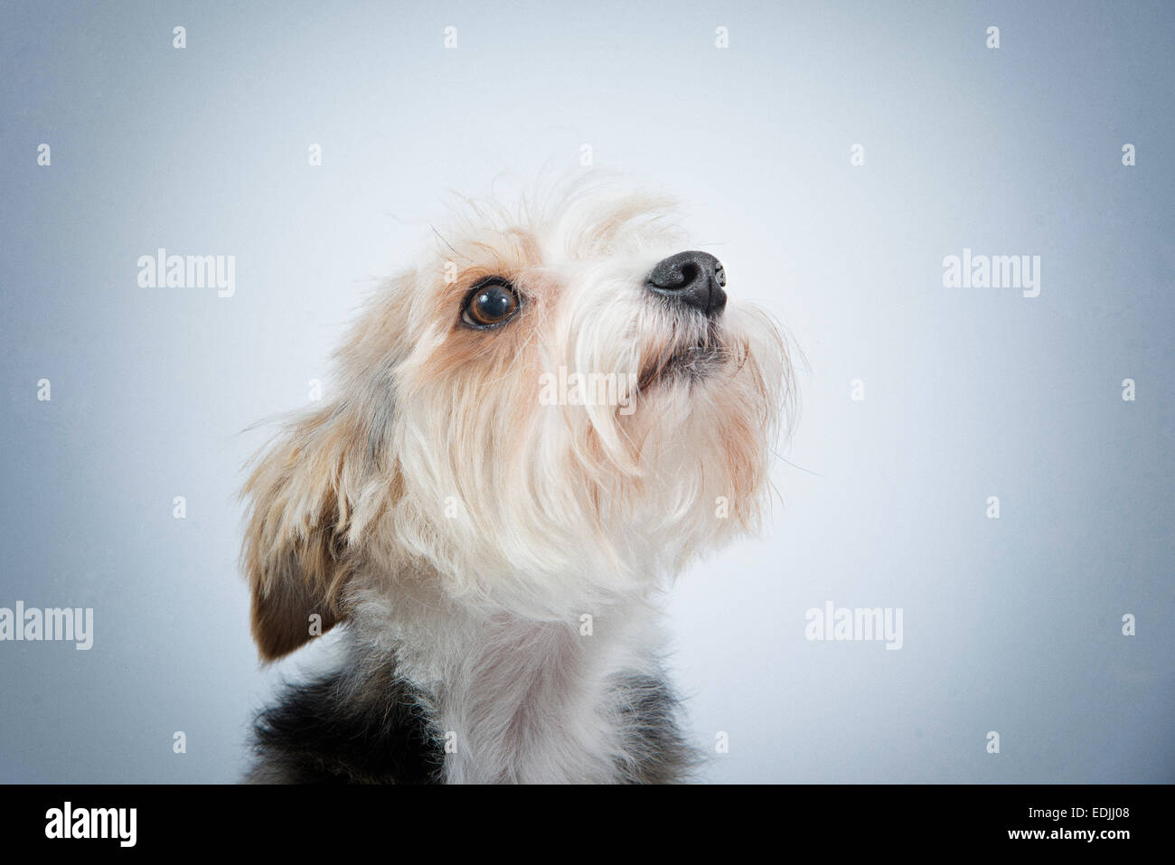 Close-up verticale cane con triste chiedendo a vista Foto Stock
