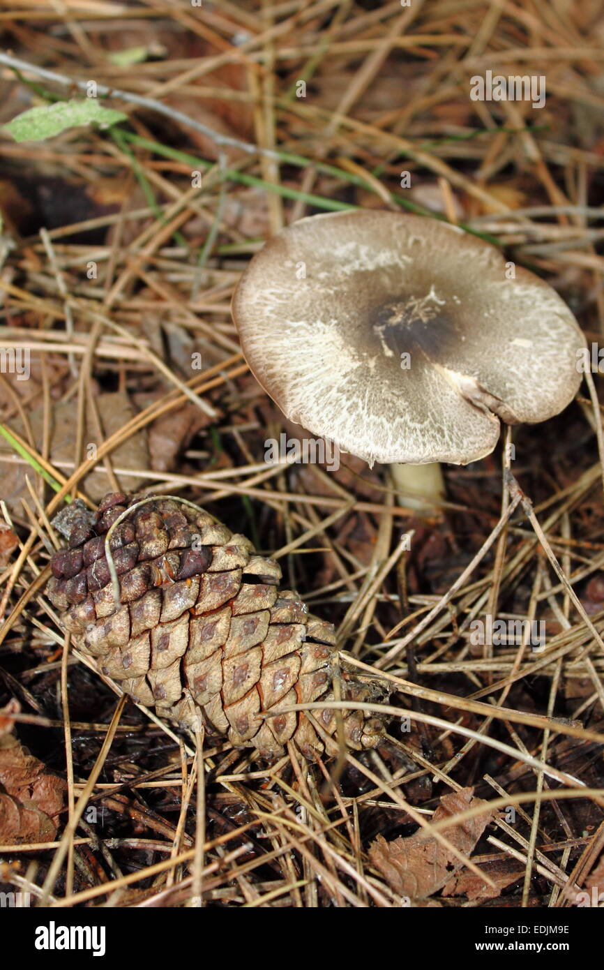 Il sottobosco con fungo e cono di pino Foto Stock