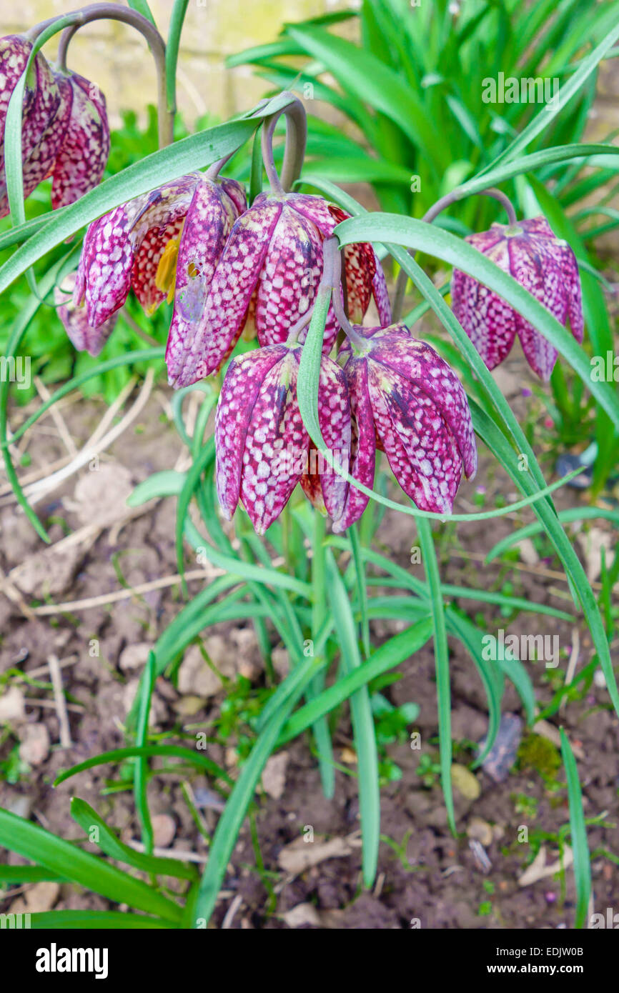 Fritillary (Fritillaria meleagris) noto anche come testa di serpenti Foto Stock