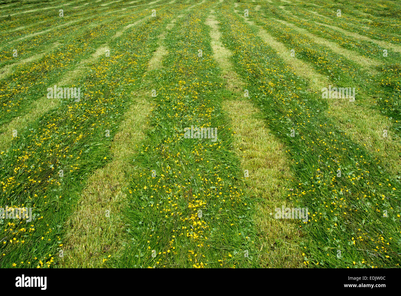 Nuova erba rasata in tradizionale di altopiano di Prato da fieno, Cumbria, Regno Unito. Foto Stock