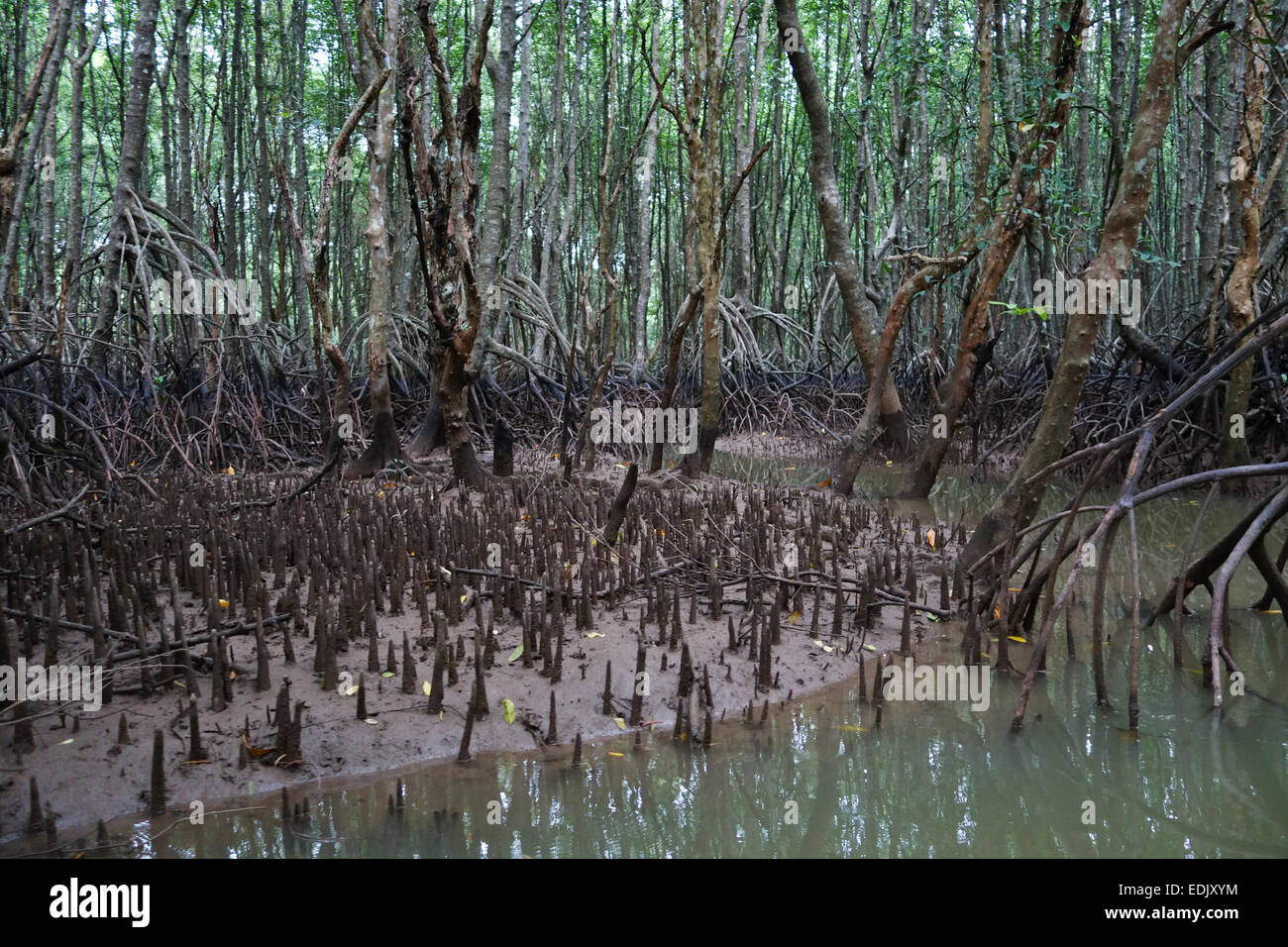 Le radici aeree pneumatofori, la foresta di mangrovie di Krabi, Thailandia, Sud-est asiatico. Foto Stock